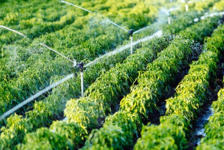 灌溉一排排绿色作物的灌溉系统＂height=